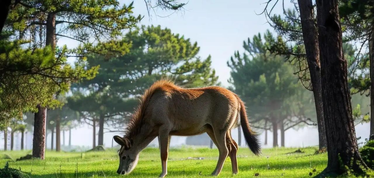 Python远程文件管理系统安全性设计与实践