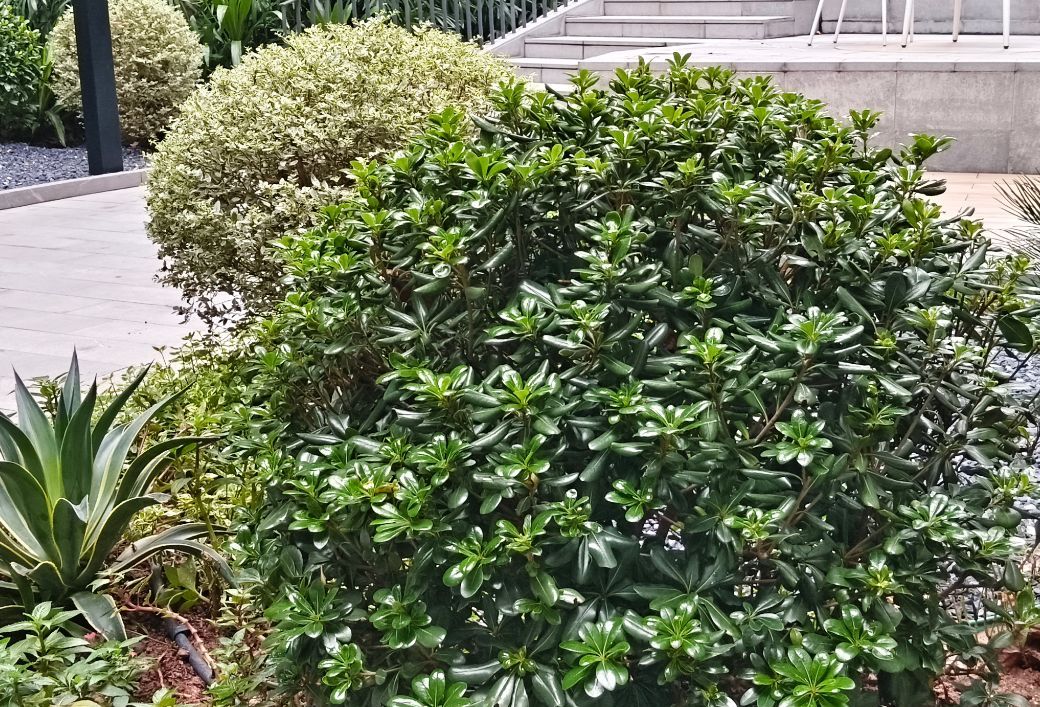 vivo Y500太犀利了!续航、信号优势强,但也有明显短板