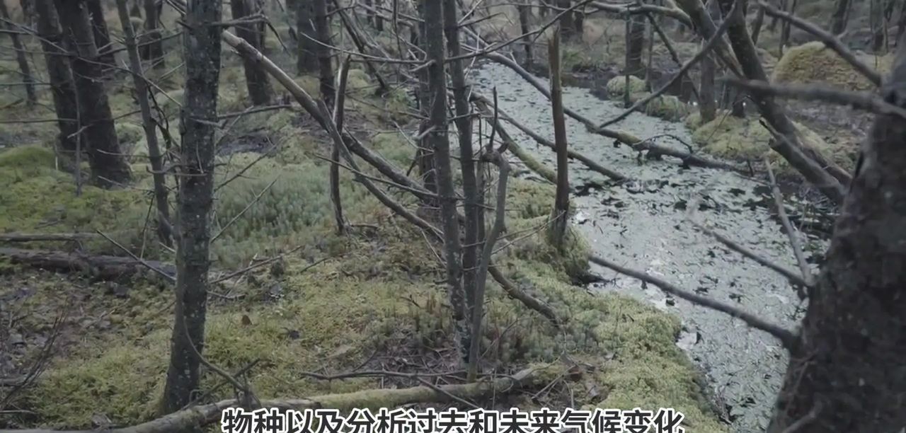 AI在气候变化预测中有哪些具体应用？