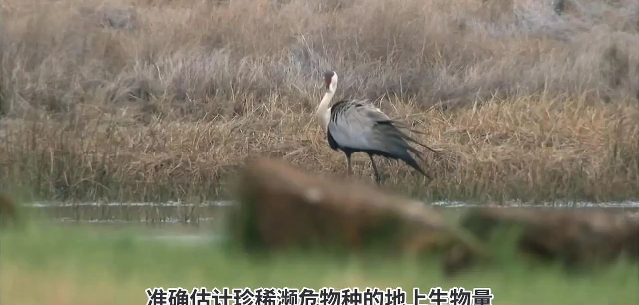 AI在气候变化预测中有哪些具体应用？