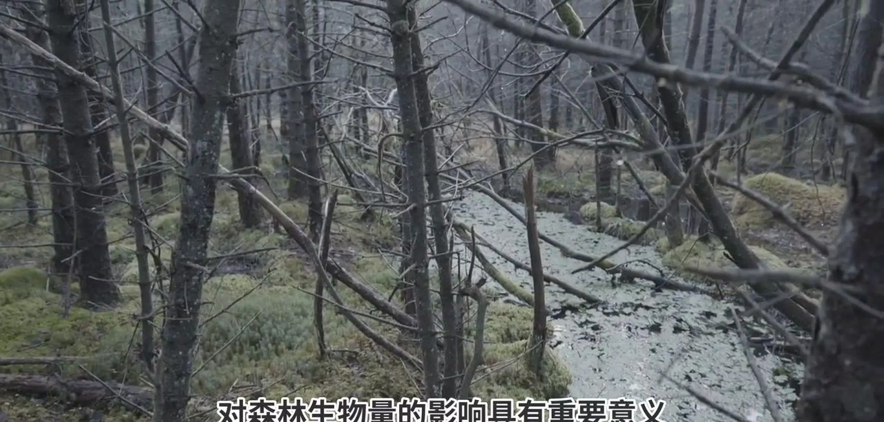 AI在气候变化预测中有哪些具体应用？