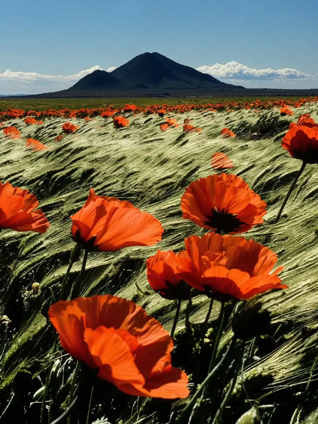 Gizem Akdag ｜AI真的比人类更会捕捉美吗？