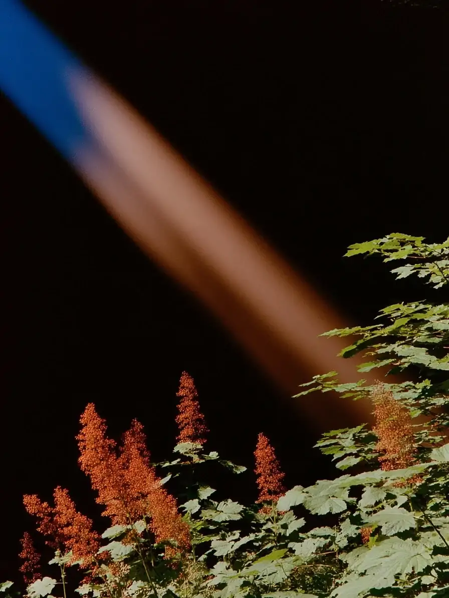 Gizem Akdag ｜AI真的比人类更会捕捉美吗？