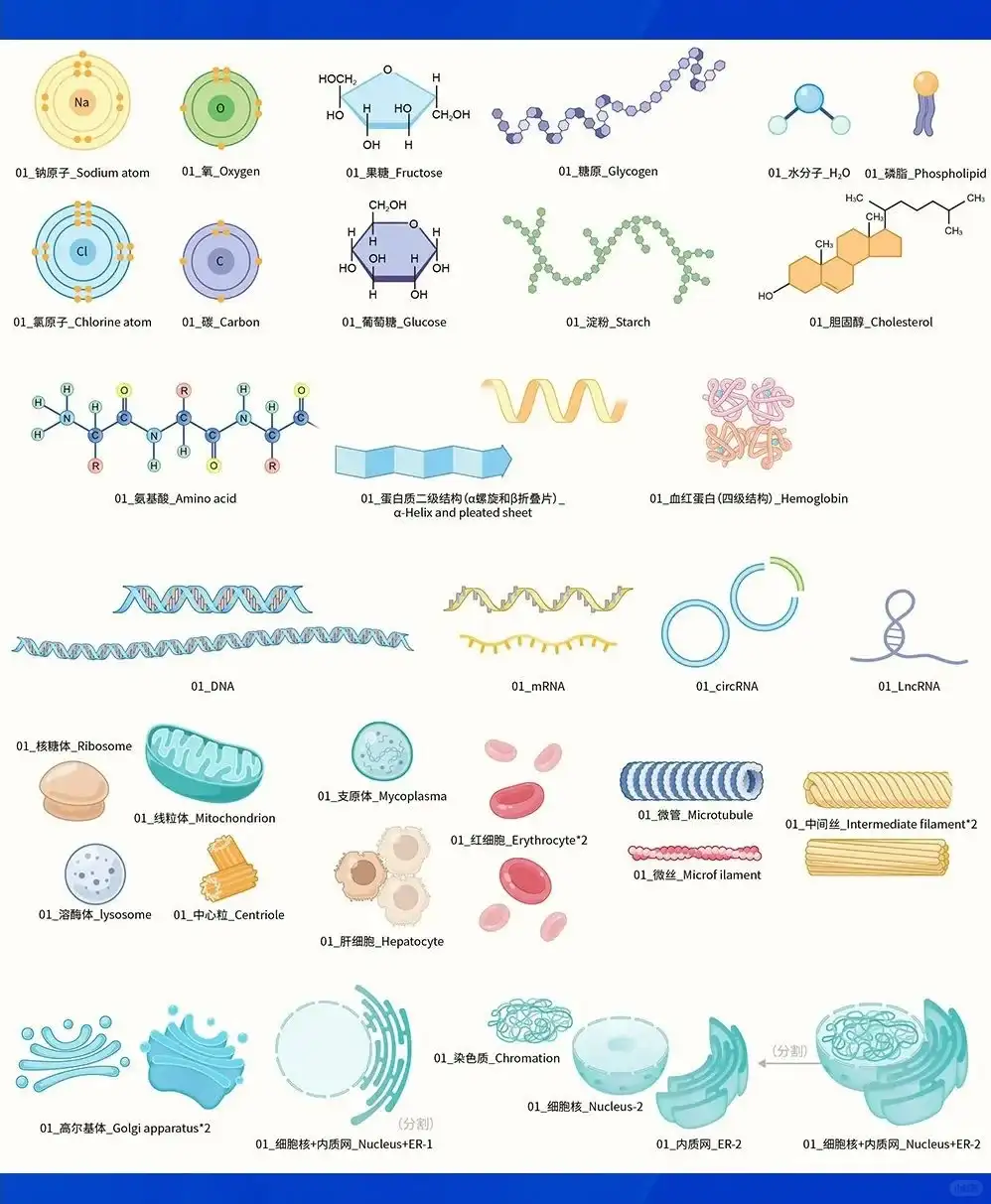 scifig免费作图—生物分子和细胞素材更新