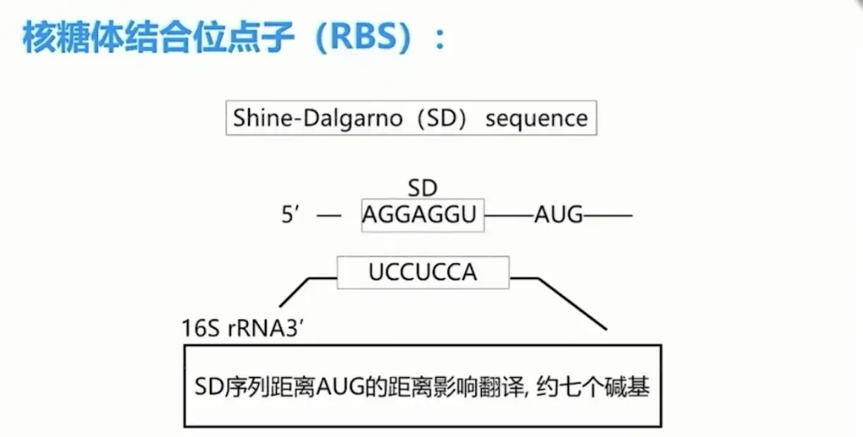 2️⃣ 分子构建设计DNA序列
