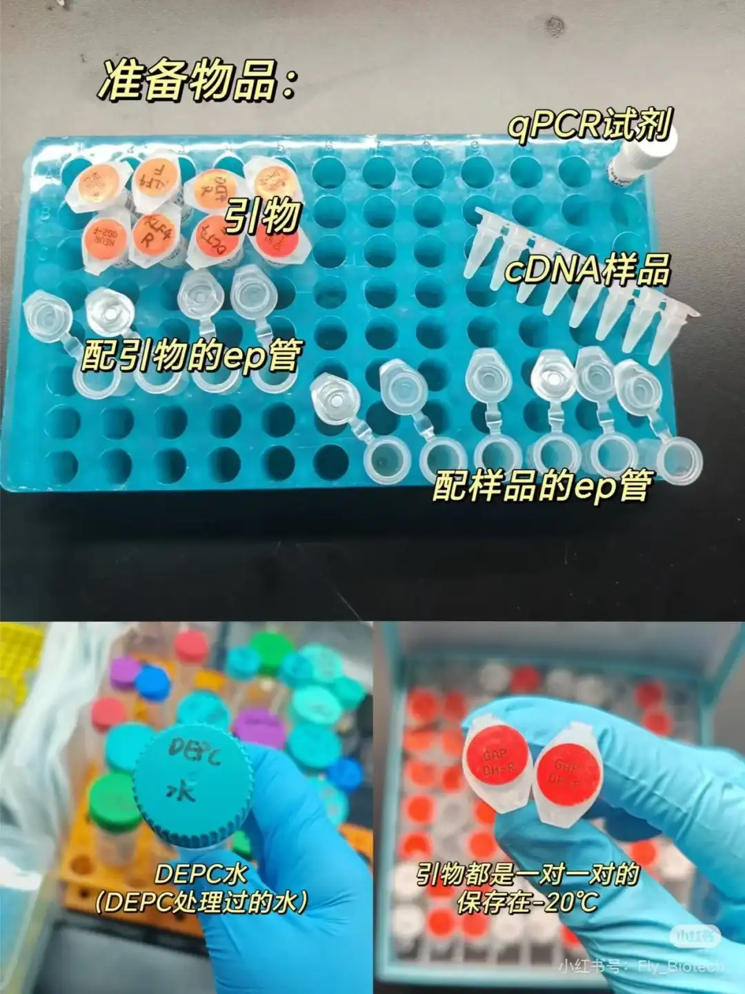 分子生物学第八篇：如何设计荧光定量引物！